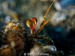 Gesticulated

Mantis Shrimp - Lysiosquilla sp.

Padag... by Stefan Follows 